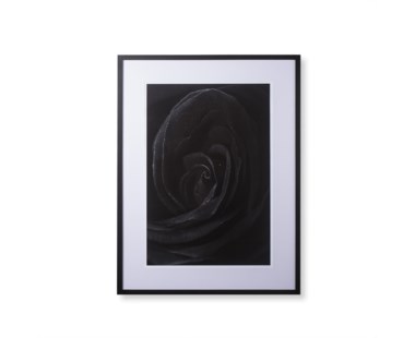 Black Rose